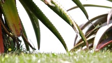Female Tortoise-shell Cat Leaps Out From Under An Aloe Tree To Attack The Camera.