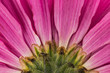 © Stocksy - Purple mums flower, macro