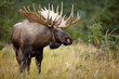 © Stocksy - Bull Moose