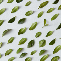 texture background of green leaves