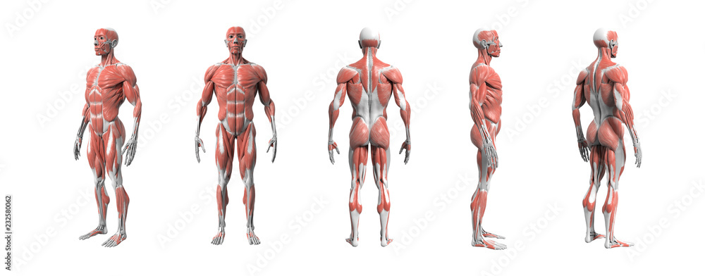 Human anatomy muscular system 3d rendering with Clipping path. - obrazy, fototapety, plakaty 