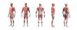 Human anatomy muscular system 3d rendering with Clipping path.