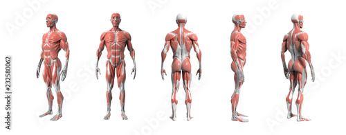 Cuadros en Lienzo Human anatomy muscular system 3d rendering with Clipping path.