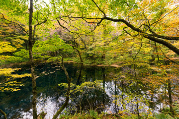 Sticker - Lake pond in autumn