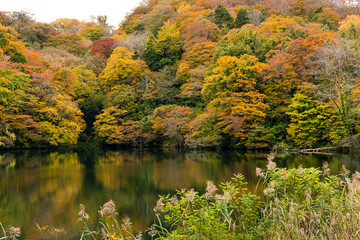 Canvas Print - Lake pond in autumn season