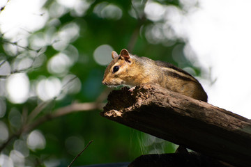 Wall Mural - Chipmunk and Board 2