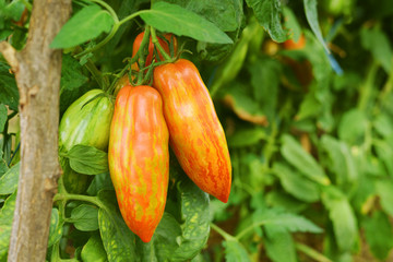 long striped tomatoes growing on branch in greenhouse