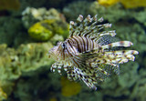 Fototapeta Do akwarium - Close up view of a Lion Fish underwater