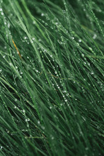 Drops Of Dew On Green Grass, Macro