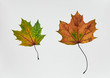 © Stocksy - Two Colored Fall Leaves on White Background