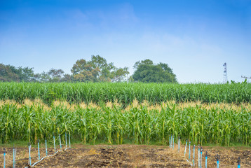 Wall Mural - green field of corn with  water system