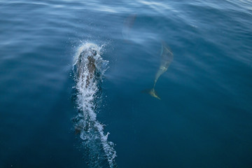 Wall Mural - Three common bottlenosed dolphins swimming underwater near Port Hueneme off the California coast in United States