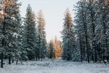 Sunset Light On Snow Covered Pine Trees.