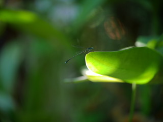 Green mix black color dragonfly on the green leaf.