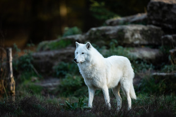 White wolf in the forest