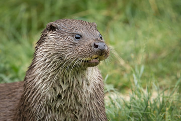 Fototapete - A close up portrait of the head and shoulders of an otter. It is looking to the right of the image into open space