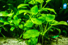 Aquatic Plant In Aquarium Tank