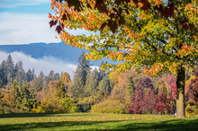 Autumn Maple Trees At Stanley Park In Vancouver, British Columnbia, Canada