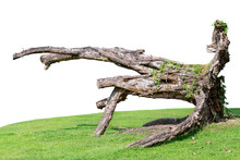 As Part Of The Trunk Or Branches Of Large Trees That Fall Or Are Cut Off.