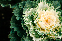 Close Up Of Fresh Cabbage