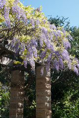 Wall Mural - Sydney Australia, purple flowering wisteria on trellis covering a patio