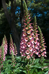 Wall Mural - Sydney Australia,  foxglove flowering spike on a sunny day