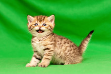 Funny Little Spotted Golden British Kitten Looks At The Camera And Says Meow Standing On A Green Background