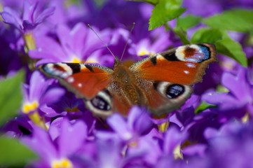 Butterfly Peacock eye on a purple primrose