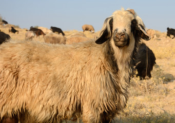 Sheep herd of the Qasqai nomads, Iran