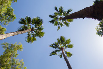 Wall Mural - Tropical palm trees with blue sky in the background. Summer day in Seville, Spain.