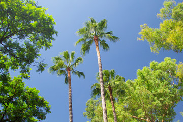 Wall Mural - Tropical palm trees with blue sky in the background. Summer day in Seville, Spain.