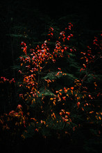 Bright Red Leaves Contrasted With A Dark Evergreen Background.