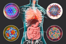 Human Pathogenic Viruses Causing Respiratory And Enteric Infections