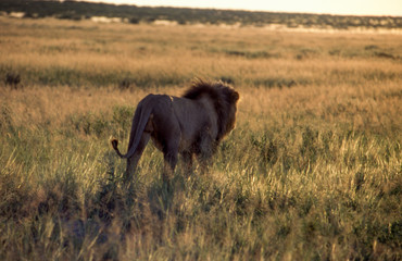 Lion (Panthera leo), Central Kalahari Game Reserve, Ghanzi, Botswana, Africa