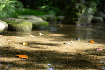 Wall Mural - Autumn leaves and rocks in a river in Japanese garden (Koishikawa Korakuen, Tokyo, Japan)