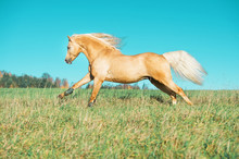 Running Palomino Welsh Pony With Long Mane Posing At Freedom