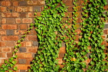 Brick Wall Covered With Green Ivy