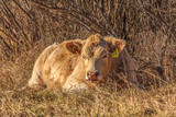 Fototapeta Sawanna - Young cow lying in the grass beside bushes