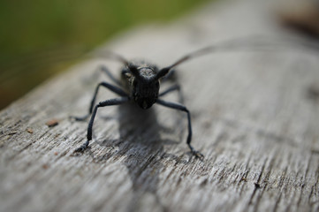 bug