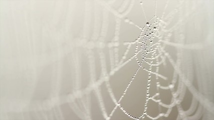 4K Footage of spiderweb with dew drops hanging on it at foggy morning. Amazing beauty of nature with soft focus. Water drops on spider web close up at foggy morning.