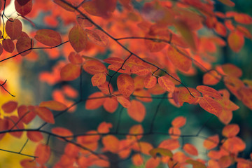 gorgeous, vibrant, glowing orange and yellow fall foliage