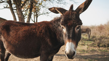 Donkey On The Countryside
