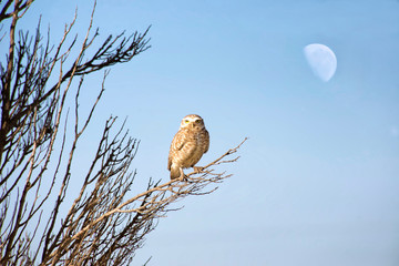 burrowing owl perched on a branch