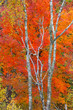 Fall foliage of the Superior National Forest on North Shore of Lake Superior, Minnesota.