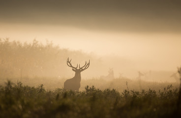red deer in forest on foggy morning