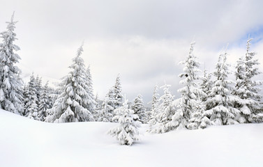 Wall Mural - winter landscape of mountains in fir forest and glade in snow
