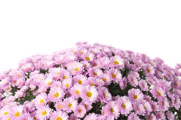 Beautiful bouquet of colorful chrysanthemum flowers on white background