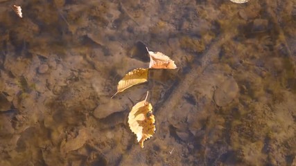 Wall Mural - Yellow leaves on the water surface