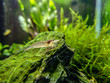 Amano shrimp in tropical nano freshwater tank