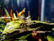 Amano Shrimp Close Up on a rock in a planted freshwater nano tank